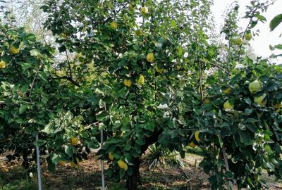 Casă individuală cu 3 camere cu Teren 937 Mp în Vlădeni - 17