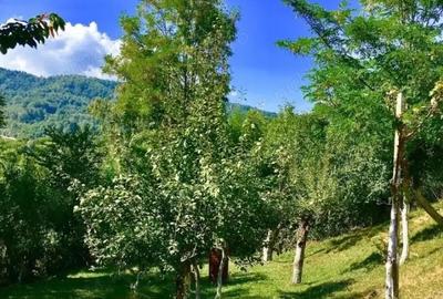 Okazie Vind casa in Sotrile toate utilitatile,teren 1200mp ,53000 E - 2