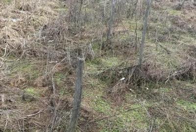 Teren de 700 mp, în Central - 2