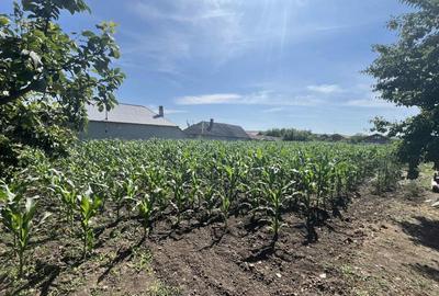 Teren agricol intravilan de 1000 mp, în Lunca Banului - 3