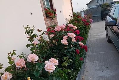 Casă cu 4 camere cu Teren 508 Mp în Tei - 7
