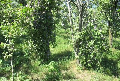 Teren de 4000 mp, în Drăgăneasa - 9