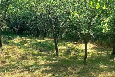 Teren de 6000 mp, în Stoilești - 1
