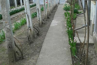 Casă cu 5 camere cu Teren 1800 Mp în Vădastra - 5