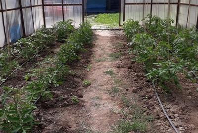 Pitaru, Dambovita - 11