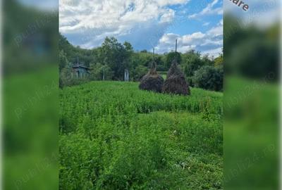 Teren de 1800 mp, în Ciurila - 5