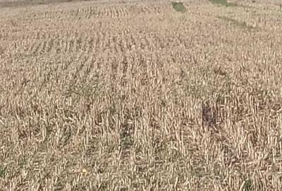 Teren de 8276 mp, în Singureni - 2