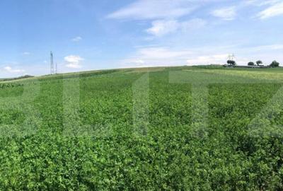 Oportunitate! Teren intravilan, 2500mp, zona Bosanci - 1