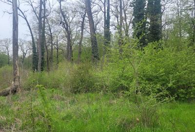 SUPER  OCAZIE TEREN 4000MP DE VANZARE IN SNAGOV CU DESCHIDERE LA LACUL SNAGOV - 4