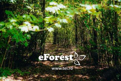 Teren premium in cartier rezidential eForest, doua paduri - 5