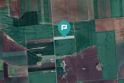 Teren 30.000 mp cu acces asfaltat Peciu Nou - 1