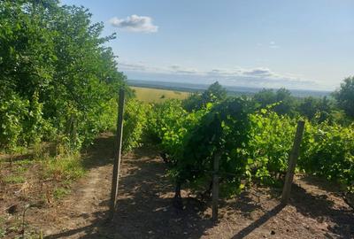 Casă cu 4 camere în Albița - 15