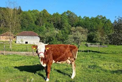 Descopera casu?a ta de vis la poalele Mun?ilor Apuseni - 6