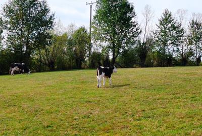 5800 mp fineata, pretabil camping, constructii A-frame, Sohodol, Bran - 3