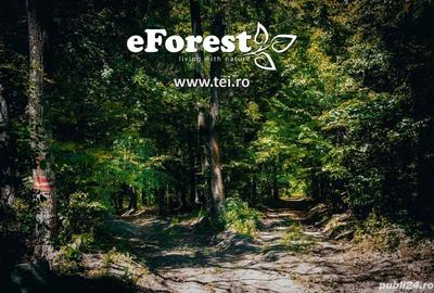 Teren premium, intre doua paduri, acces asfaltat din DN1A, vizitati eForest! - 10
