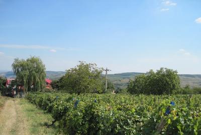 Teren Construcții intravilan de 4500 mp, în Central - 3