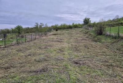 Teren de 979 mp, în Livezi - 9