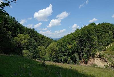 Teren montan cu priveliste si izvor - 5727mp in Buces, langa padure Teren montan cu priveliste si izvor - 5727mp in Buces, langa padure - 2