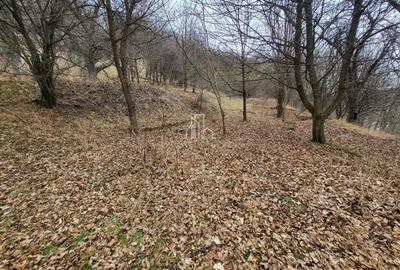 Teren de vanzare intravilan, 10 000 Mp , Sighisoara - 3