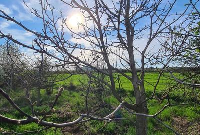 Teren de 1214 mp, în Cornetu - 3