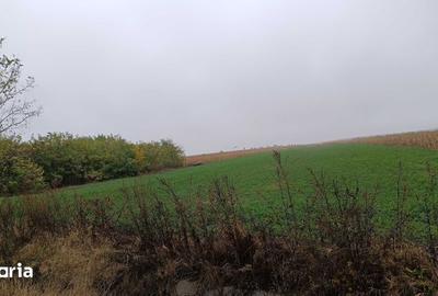Teren de 6200 mp, în Luizi-Călugăra