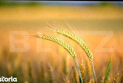 Teren de 1585 mp, în Iosefin - 1