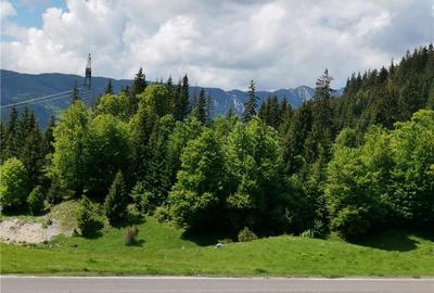 Teren de 3000 mp, în Boiu Mare - 4