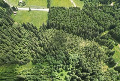 Teren extravilan de 5000 mp, în Sud-Est - 11