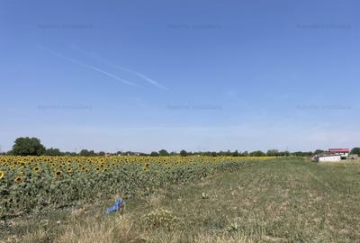 Teren Postavari - Frumusani - 1956 mp - 5