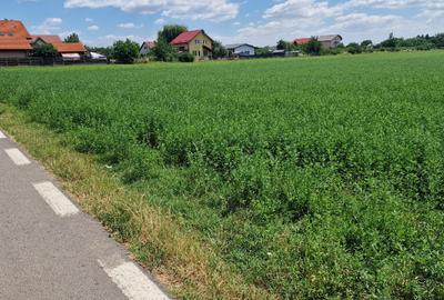 Teren intravilan in suprafata de 9.500 mp – Bolintin-Deal - 2