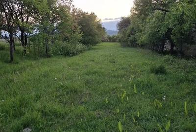 Teren de 1236 mp, în Crizbav