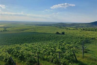 Teren agricol extravilan de 185000 mp, în Șiria
