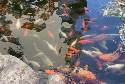 Garsoniera Herastrau North Lake - 9