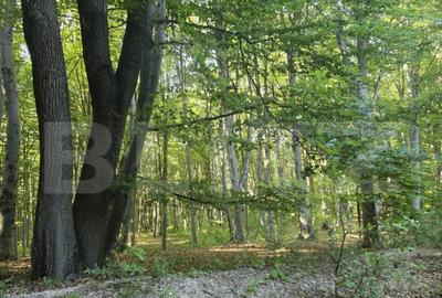 Teren de 524 mp la liziera padurii Faget