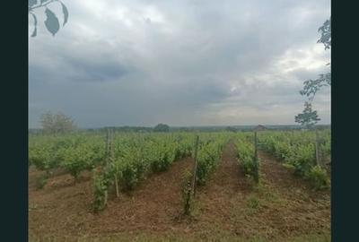 Teren de 1800 mp, în Valea Călugărească - 1