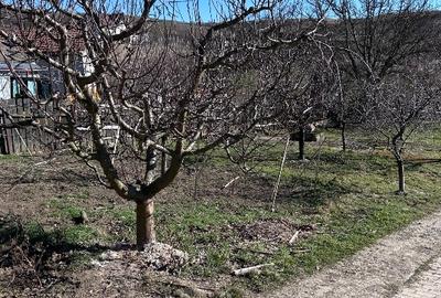 Casă individuală cu 5 camere cu Teren 6400 Mp în Aroneanu - 10