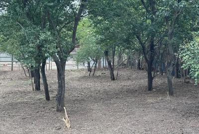 Casă cu 4 camere cu Teren 1610 Mp în Ciochina - 1