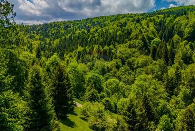 Teren de 14400 mp, în Cheile Râșnoavei - 7