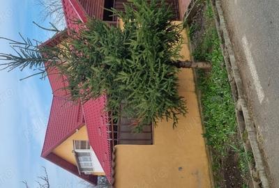 Proprietate de vinzare - 1