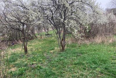 Casă individuală cu 3 camere cu Teren 2700 Mp în Dobra - 3