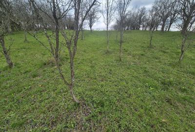 Spațiu comercial, în Făget - 6