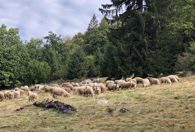 Teren agricol extravilan de 4900 mp, în 13 Decembrie - 2