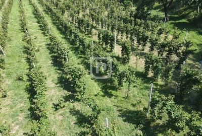 Ferma agricola, plantatii de mure, trandafiri, vita-de-vie - 3