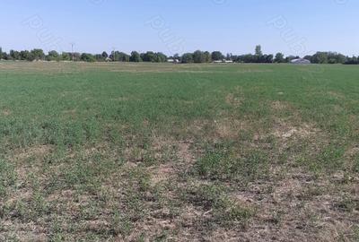 Teren de 4000 mp, în Căldărușeanca - 7