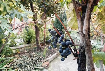 Apartament cu 3 camere decomandat, mobilat în Iosefin