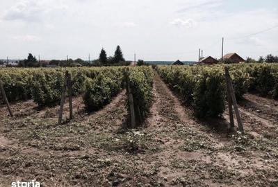 Teren de 53000 mp, în Călinești - 13