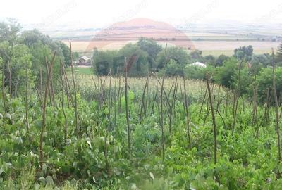 Teren de 6890 mp, în Crasna - 5