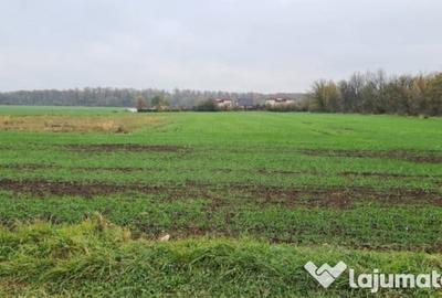 Teren de 3000 mp, în Brănești