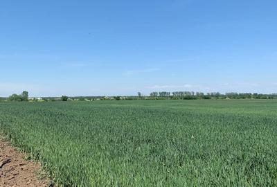 Vanzare Teren Extravilan 25400mp  - Intravilan 27500mp    Afumati - 3