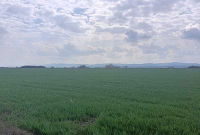 Teren de 6000 mp, în Bogdan Vodă - 6